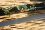 Ten Ryu HAND FORGED FOLDED DAMASCUS STEEL Life Dragon Samurai Katana 41 " OVERALL - TR-013 - Image 11